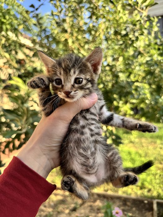 Котята,бесплатно