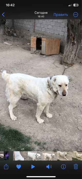 Собака Алабай чистокровный белый.