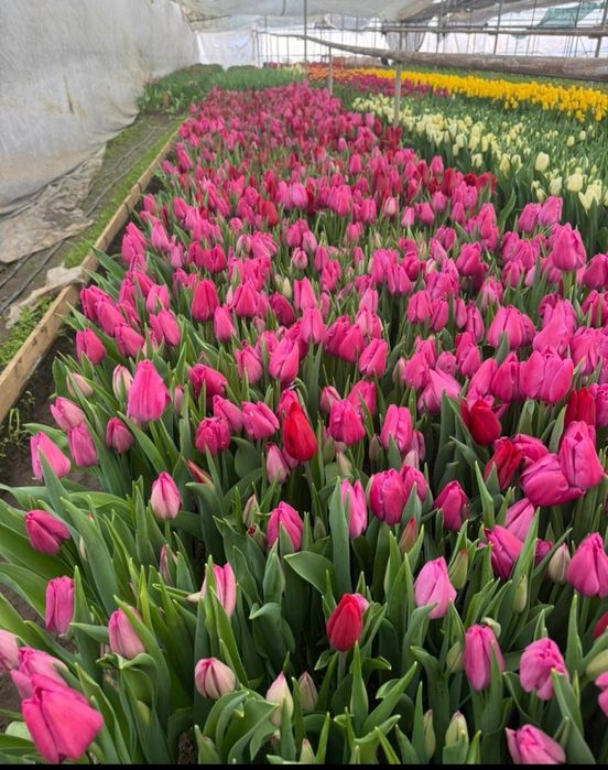 Тюльпаны оптом и розницу