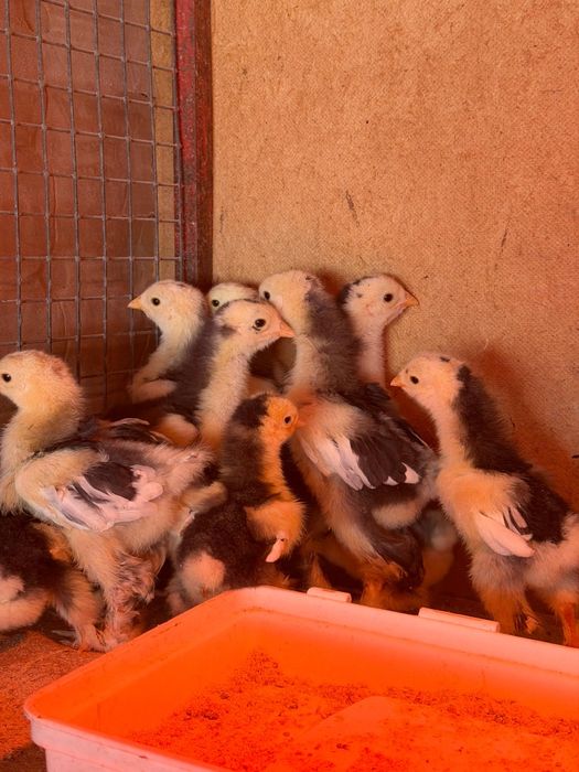 Цыплята брамы мраморный