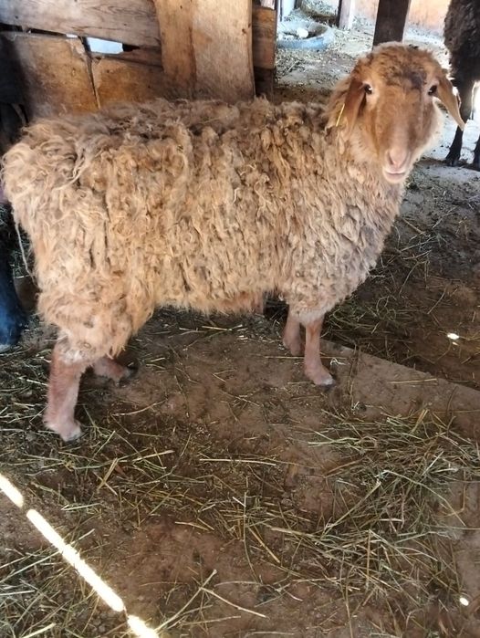 Продам токтушку.