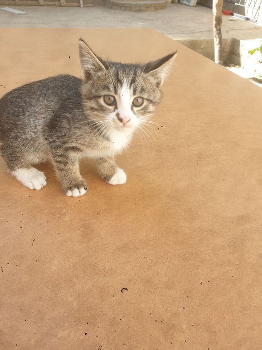 Отдам котят бесплатно