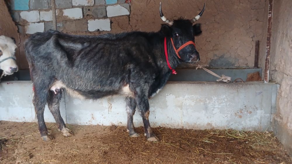 Бұзаулы сиыр сатылады туркестан