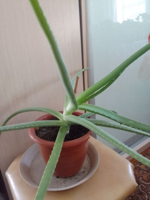 Продам комнатные цветы