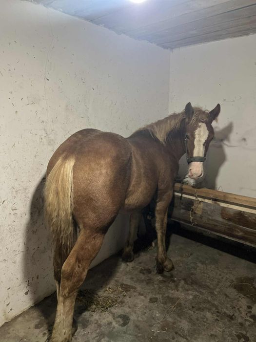 Vand manz harmasar de 6 luni blond