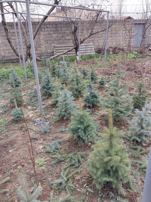 Продаются голубые ели