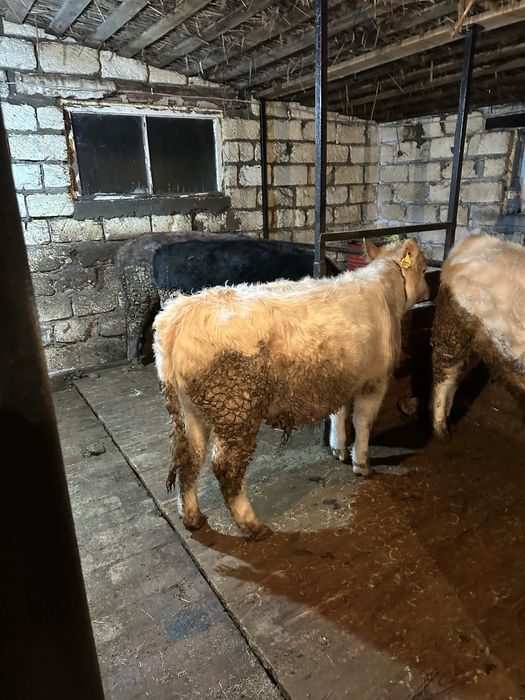 Откорм Бұқа сатылады