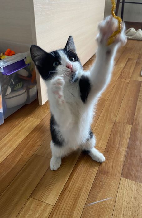 Котенок, девочка, 3-4 месяца
