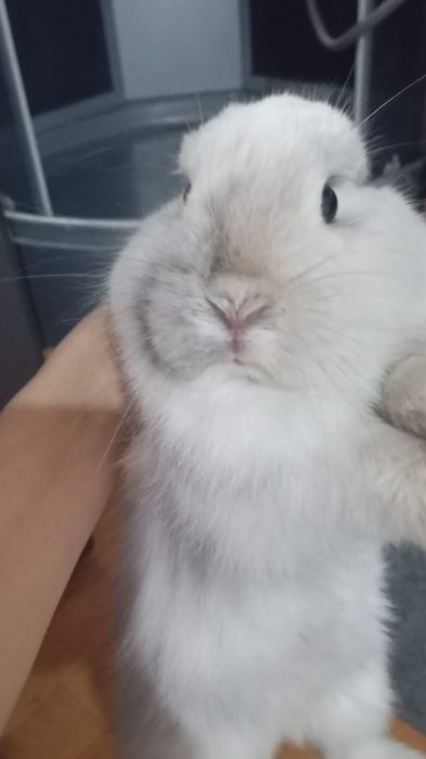 Кролик декоративный