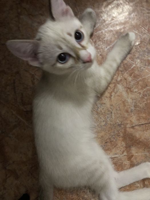 раздам маленьких котят