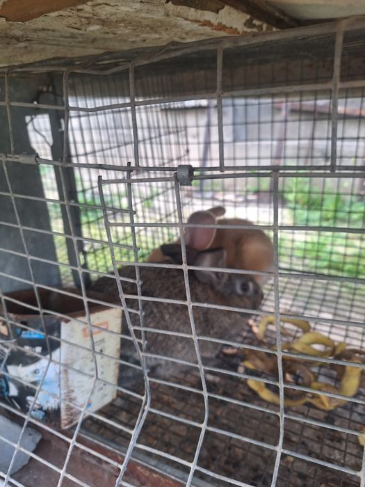 Продаються кролики