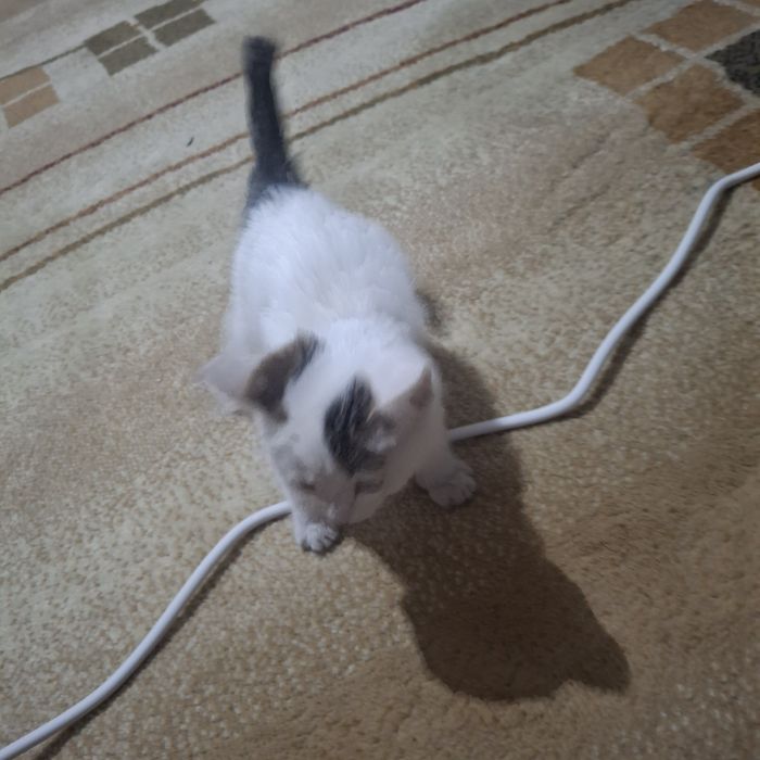 Отдам котенка в добрые руки