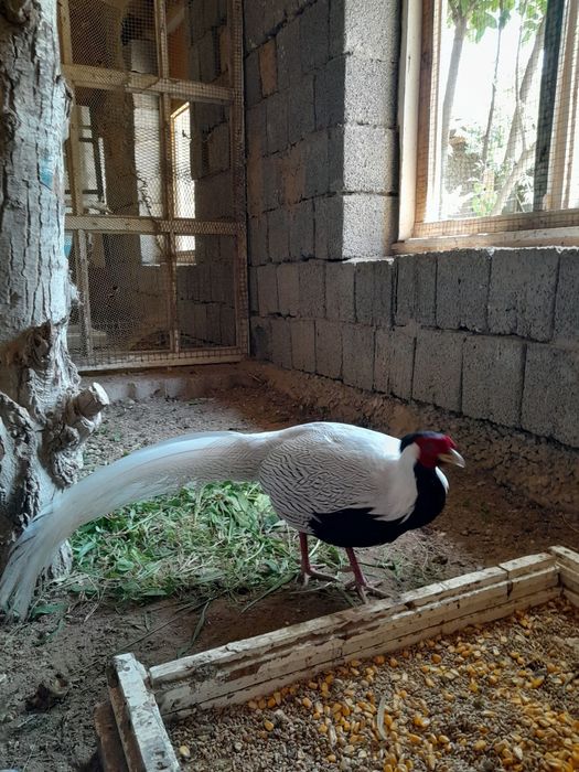 3 yoshli Fazanlar koʻtara narxda sotiladi.