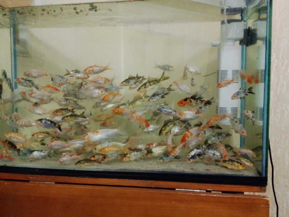 Продам Карп кои