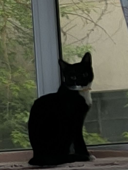 Отдам в добрые руки котика