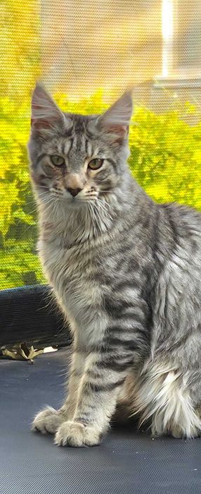 Frost – Maine Coon, 6 luni | pedigree | www.lynxrunecode.com