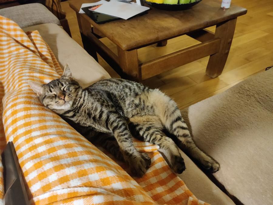 Подарявам мъжко коте