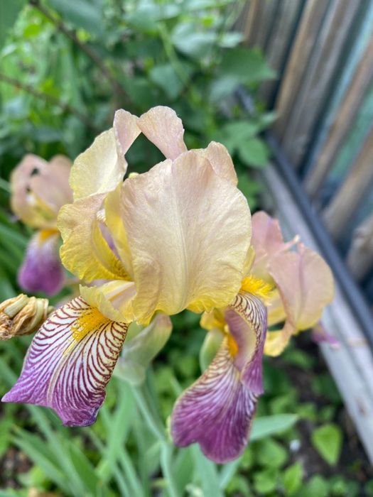 Продаю многолетние цветы Ирисы