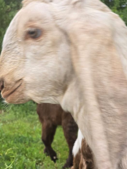 Козочки Камори Биталки!