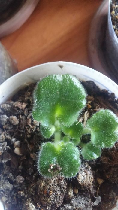 Фиалка комнатная [ детка ]