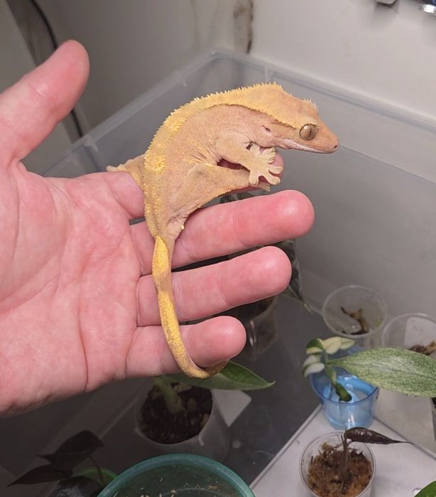 Gecko crested femela