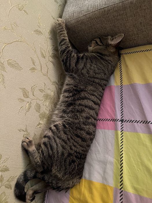 Отдам кота в хорошие, добрые руки