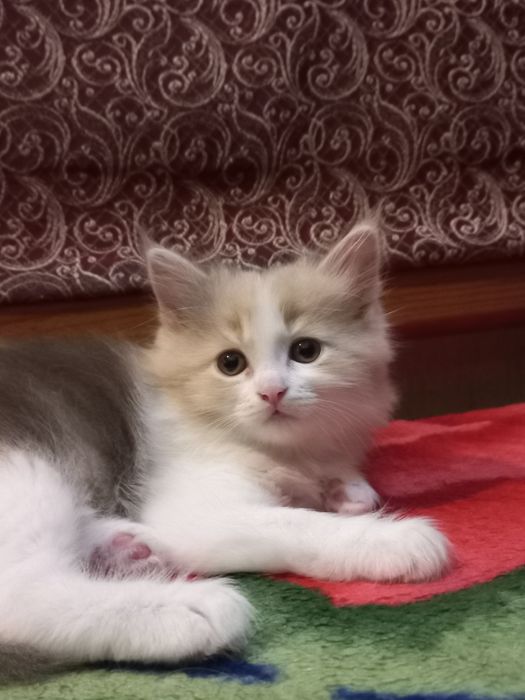 Скотиш страйт котята