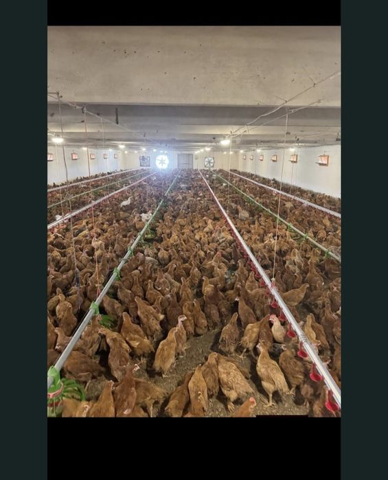 Pui de carne si rasa mixtă