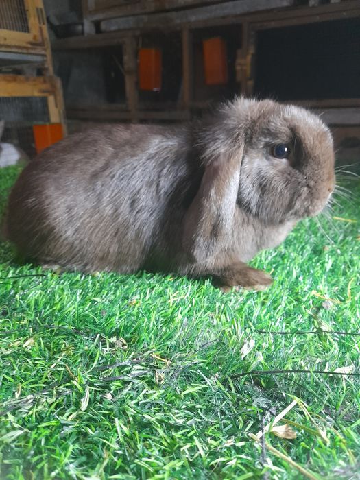 Карлик баран айол сотувда бугуз большим мункин