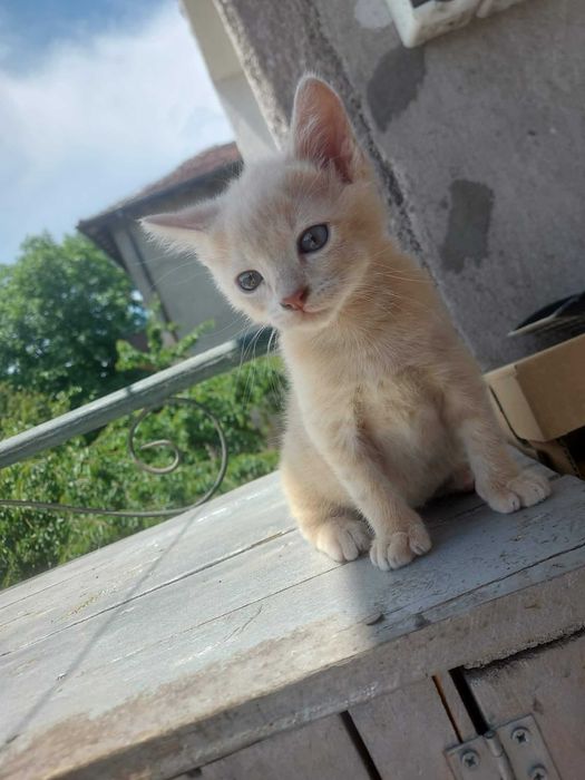 Подаряват се женски котета