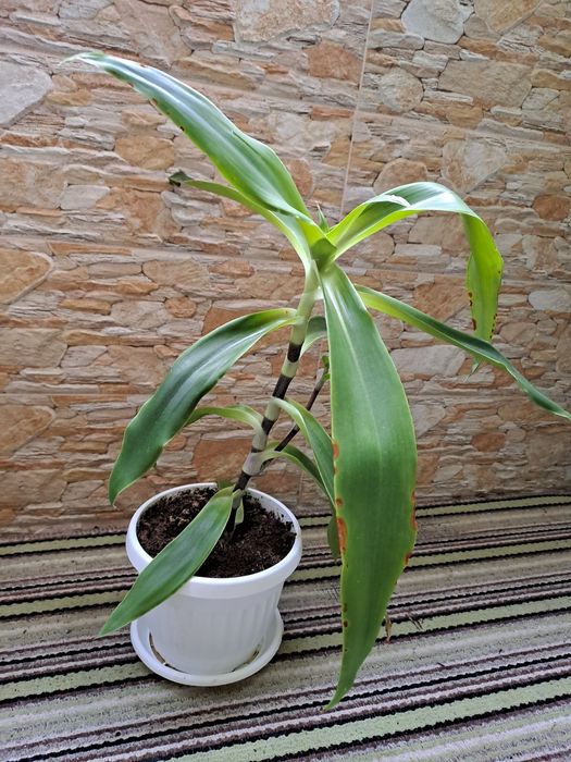 Растение ароматна кализия