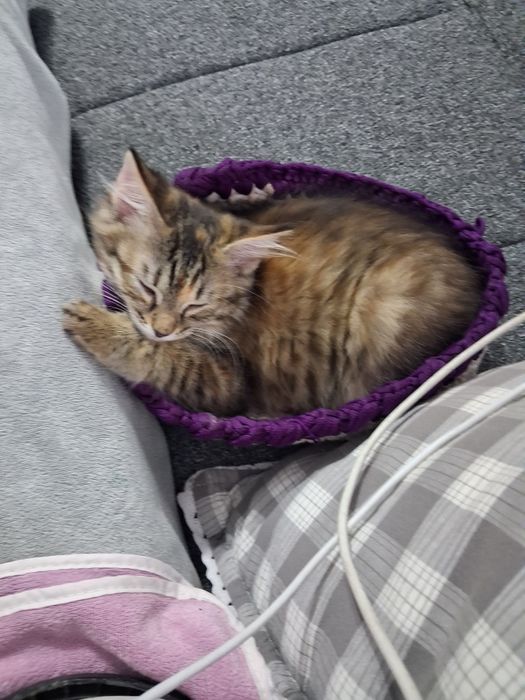 Котёнок девочка в добрые ответственные руки