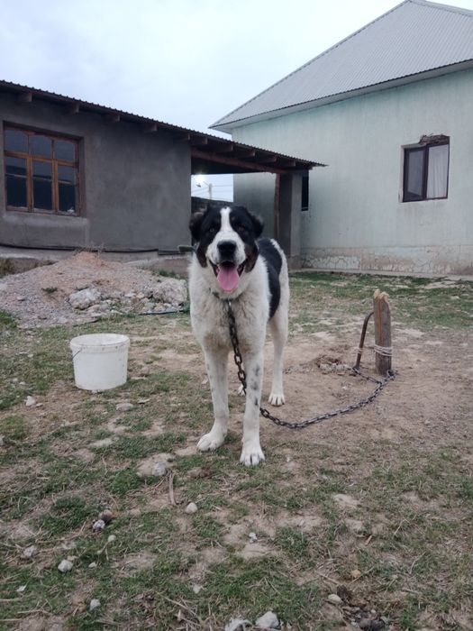 Алабай 1,5 жасар еркек