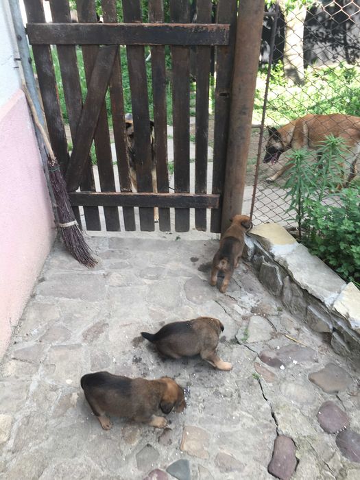 Donez căței metiși ciobănesc belgian