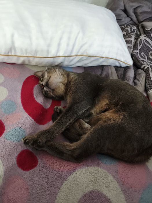 Отдам кота в добрые руки