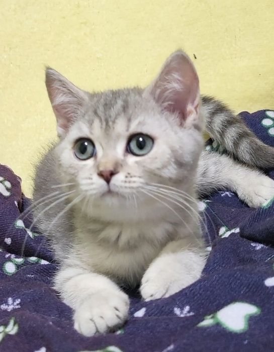 British shorthair