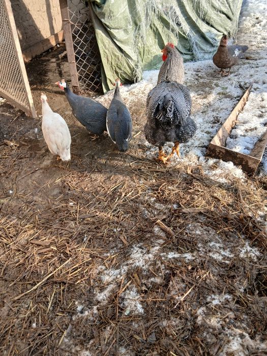 Cocos plymount rock barat