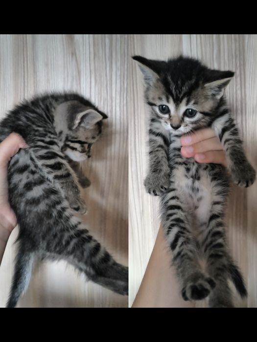 британские котята