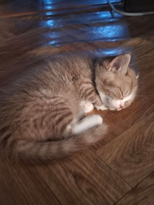 Отдам котенка девочку