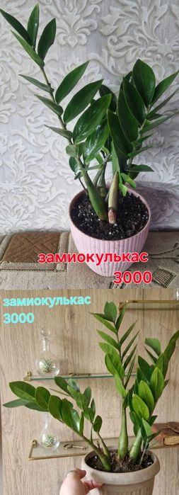 Цветы домашние разные