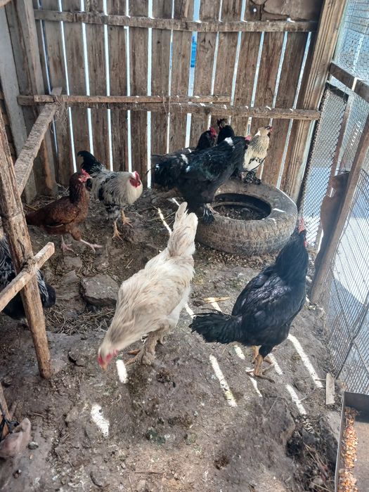 Хo'rozlar va tovuqlar sotiladi xammasi sog'lom