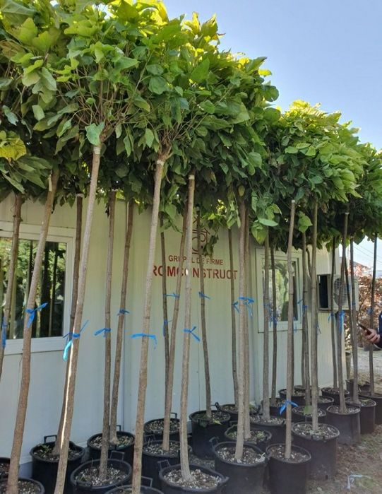 Catalpa glob asigur transport