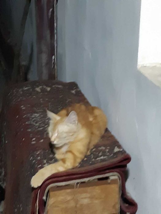 Бесплатно умные умеющие говорит и лечить кошки