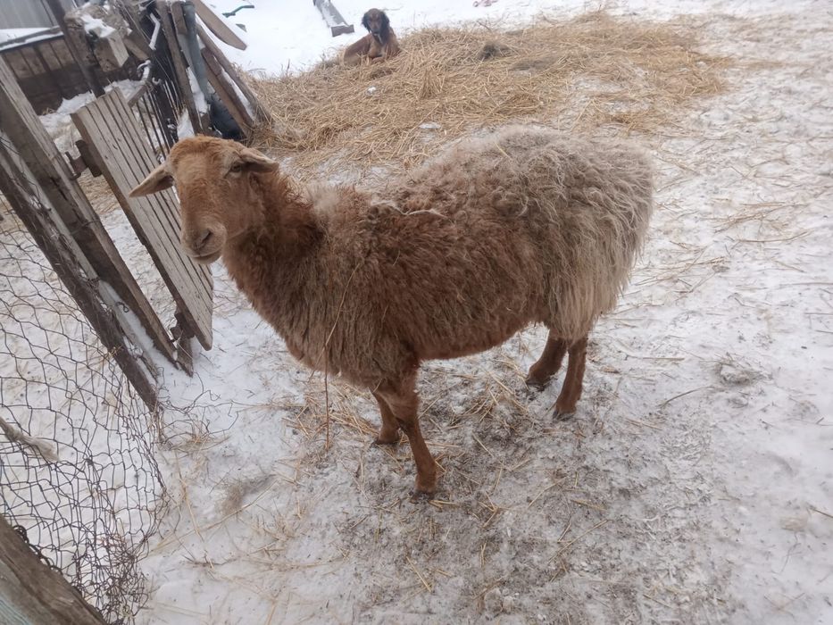 Улкен қои сатылады  бағасы 75000