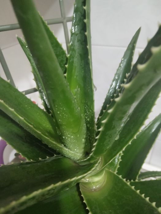 Продам алоэ пятилетний