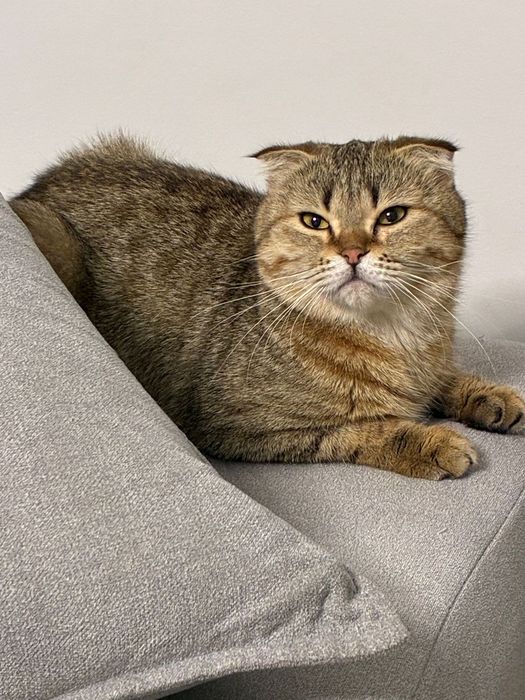 Отдам кошку в хорошие руки