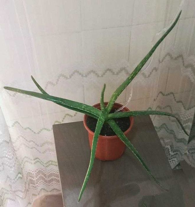 Продам. Алоэ вера  косметическое  –  эффектный комнатный цветок.