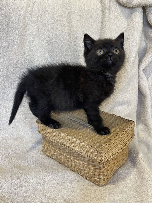 Дарим котенка, кошечка, кот, кошка