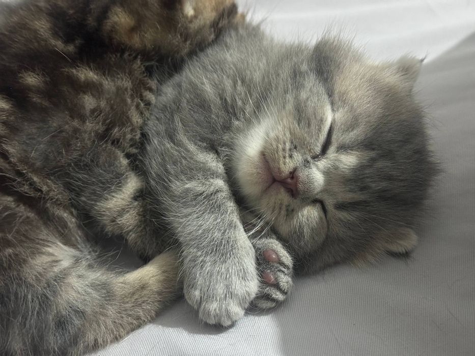 Mushuk bolalari котята
