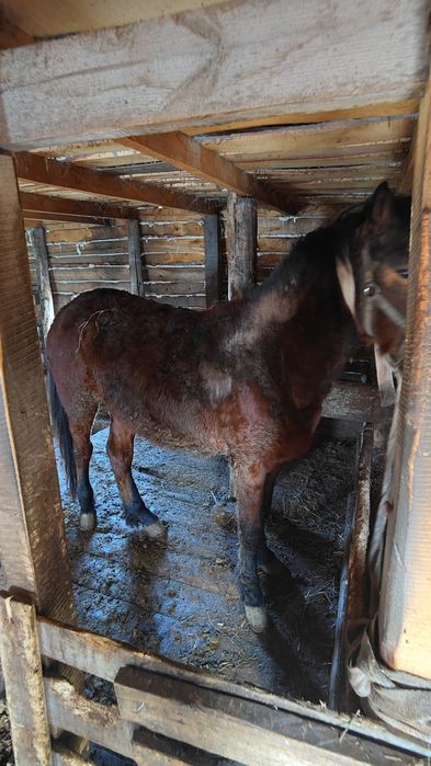 Срочно Продам  Жеребца 2,8 года